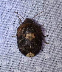 Stethaulax marmorata