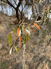 Croton gratissimus gratissimus