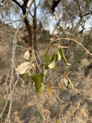 Croton gratissimus gratissimus