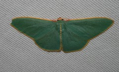 Chlorocoma assimilis