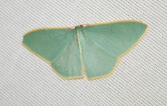 Chlorocoma assimilis