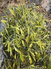 Coptosperma supra-axillare