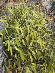 Coptosperma supra-axillare