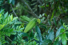 Strophanthus divaricatus
