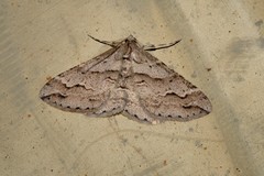 Syneora fractata