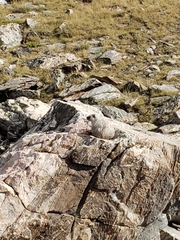 Marmota