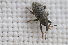 Tychius picirostris
