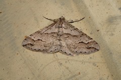 Syneora fractata
