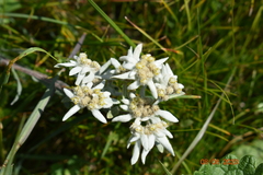 Leontopodium ochroleucum