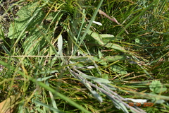 Leontopodium ochroleucum