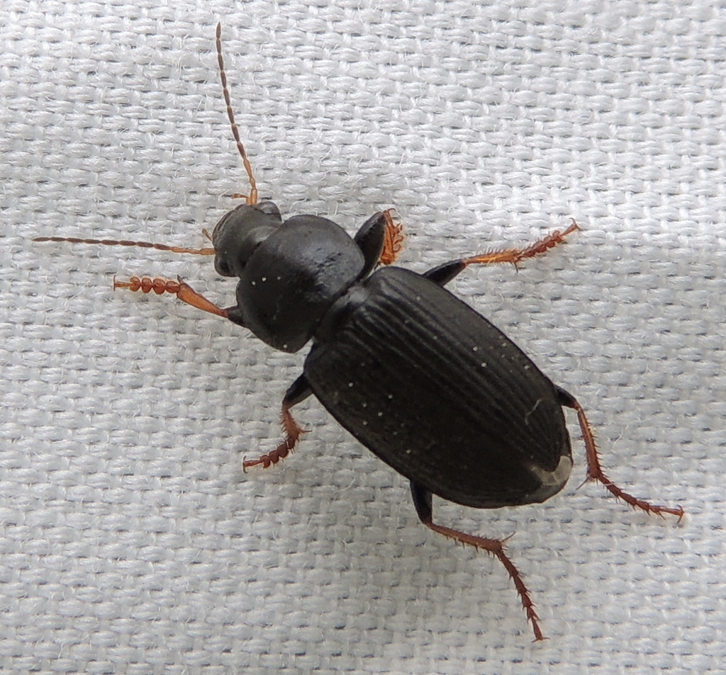 Anisodactylini