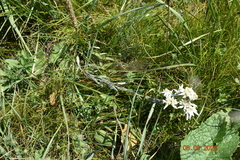 Leontopodium ochroleucum