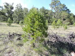Pinus cembroides lagunae