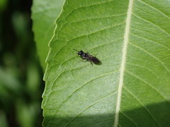 Passaloecus