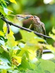 Cacomantis merulinus