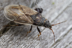 Oxycarenidae