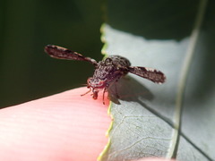 Callopistromyia strigula