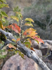 Combretum padoides