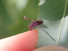 Callopistromyia strigula