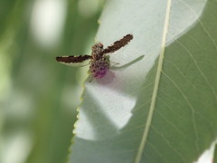 Callopistromyia strigula