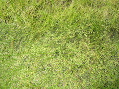 Callitriche marginata