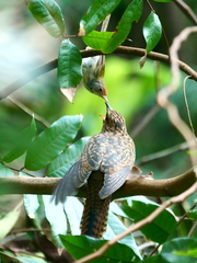 Cacomantis merulinus