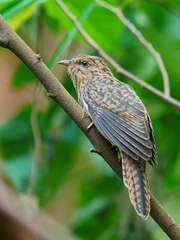 Cacomantis merulinus