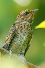 Plaintive Cuckoo photo 4
