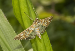 Epipagis fenestralis