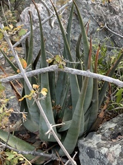 Aloe pienaarii