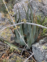 Aloe pienaarii