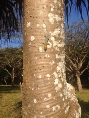 Lygodactylus picturatus