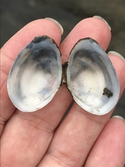 Macoma inquinata