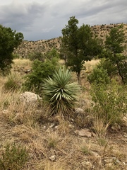 Yucca schottii