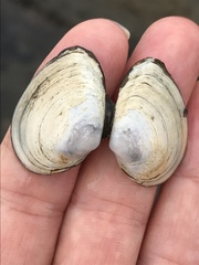 Macoma inquinata