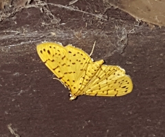 Conogethes