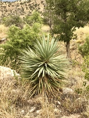 Yucca schottii
