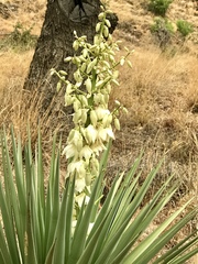 Yucca schottii