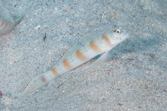 Redmargin Shrimpgoby photo 3