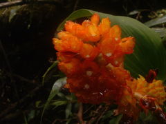 Elleanthus hymenophorus