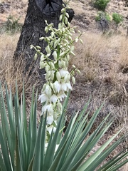 Yucca schottii