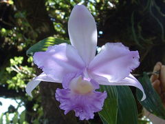 Sobralia warszewiczii