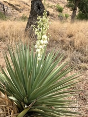 Yucca schottii