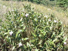 Sobralia warszewiczii