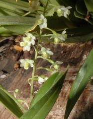 Scaphyglottis fasciculata