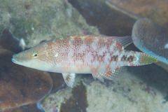 Oxycheilinus celebicus