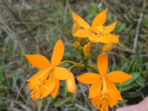 Fire-star orchid