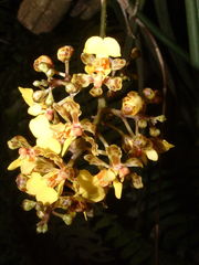 Trichocentrum cebolleta