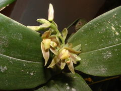 Scaphyglottis fasciculata