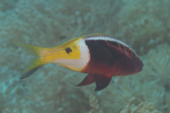 Parupeneus barberinoides